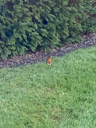 European Robin