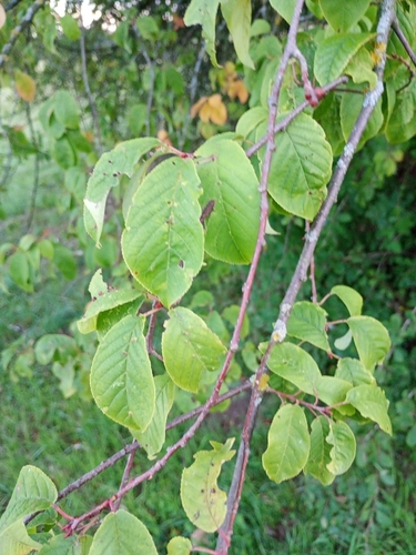 bird cherry
