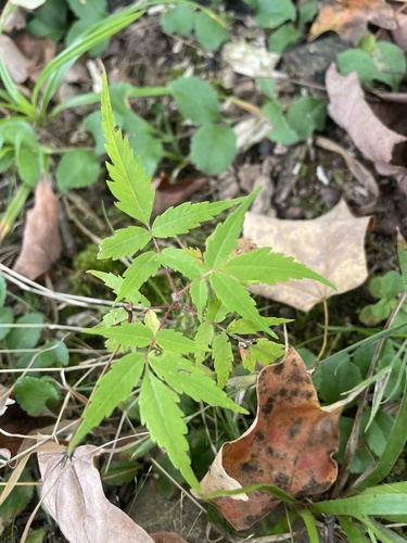 staghorn sumac