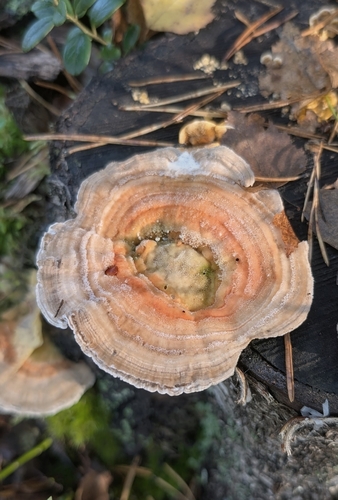 Gilled Polypore