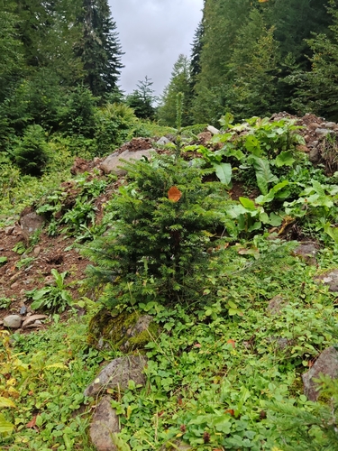 Abies nordmanniana, 2026-09-25