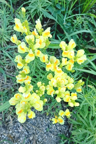 common toadflax
