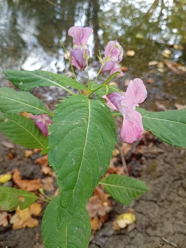 Himalayan balsam