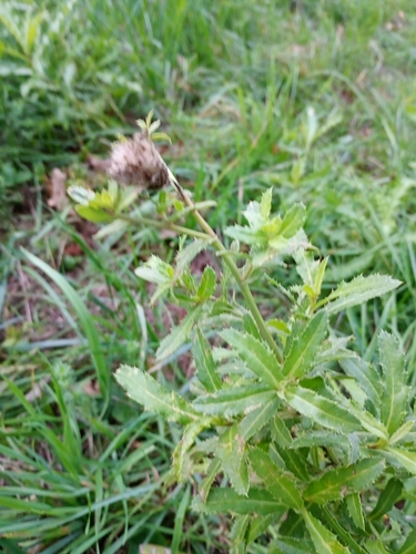 creeping thistle