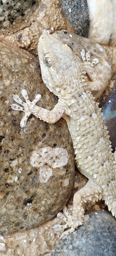Moorish Gecko