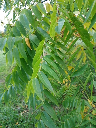 eastern black walnut