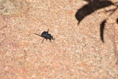 Microschatia inaequalis