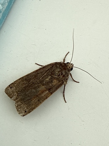 Large Yellow Underwing