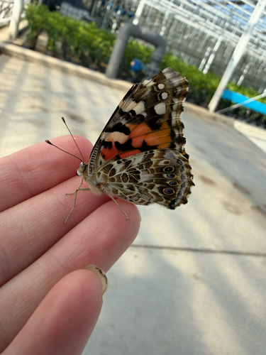 Painted Lady