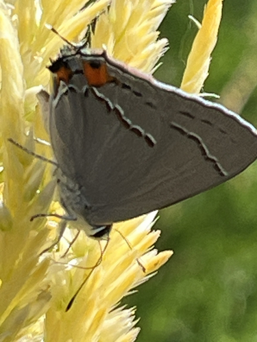 Gray Hairstreak