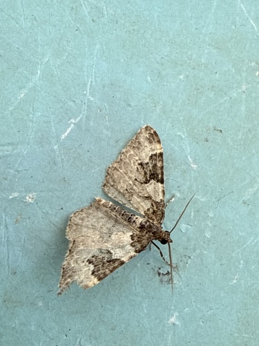 Garden Carpet