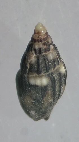 Anachis pygmaea, 2026-09-19