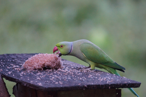 Rose-ringed Parakeet