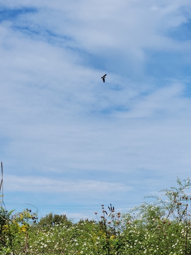 Osprey