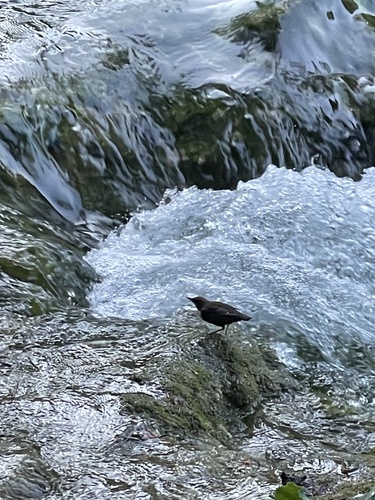 White-throated Dipper