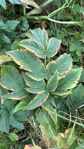 Angelica archangelica