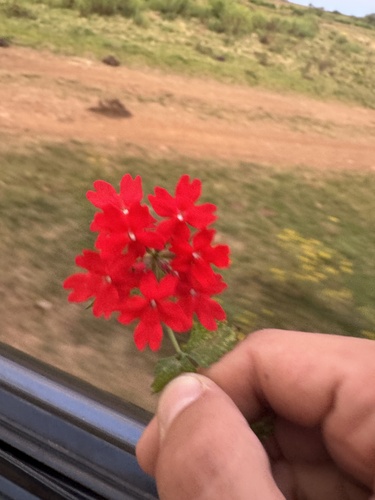 Peruvian Mock Vervain