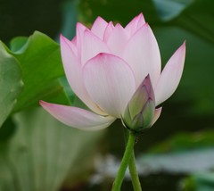 Nelumbo nucifera