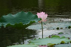 Nelumbo nucifera