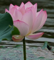 Nelumbo nucifera