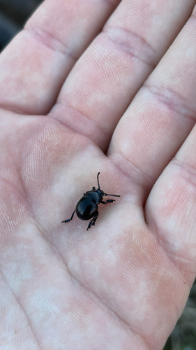 Lesser Bloody-nosed Beetle