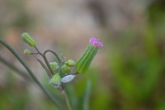 Emilia sonchifolia