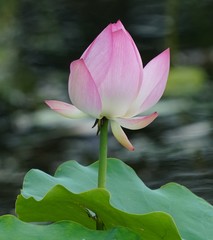 Nelumbo nucifera
