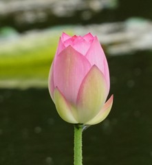 Nelumbo nucifera