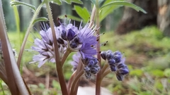 Hydrophyllum alpestre