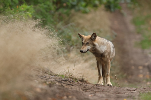 Gray Wolf