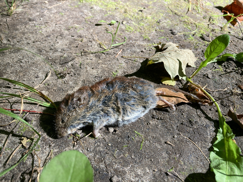 Eastern Meadow Vole