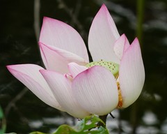 Nelumbo nucifera