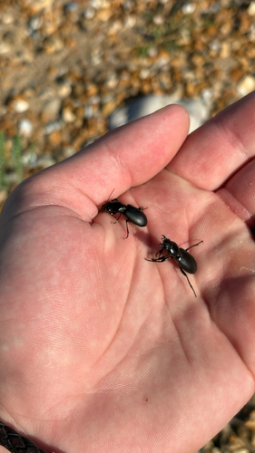 Broscus cephalotes