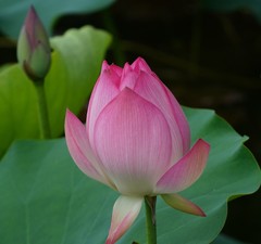 Nelumbo nucifera