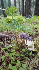 Hydrophyllum alpestre