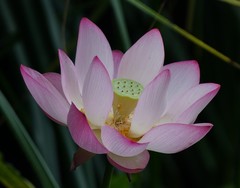 Nelumbo nucifera