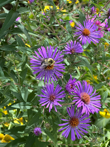 Common Eastern Bumble Bee