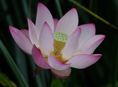 Nelumbo nucifera
