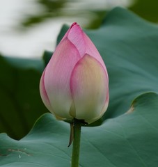 Nelumbo nucifera
