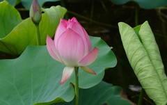 Nelumbo nucifera