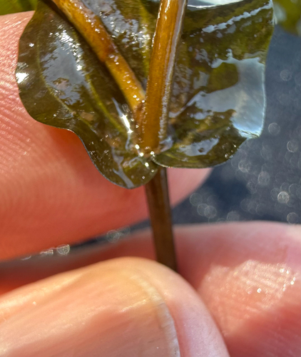 Potamogeton perfoliatus, photograph 4