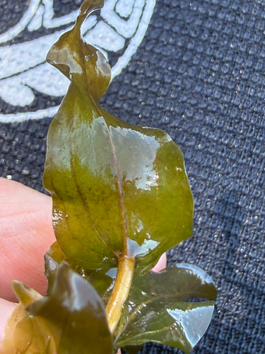 Potamogeton perfoliatus, photograph 2