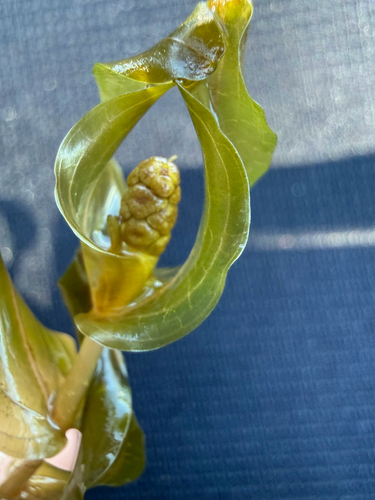 Potamogeton perfoliatus, photograph 5