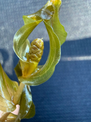 Potamogeton perfoliatus, photograph (c) Patrice Dupont, some rights reserved (CC BY)