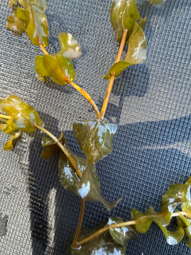 Potamogeton perfoliatus, photograph 1