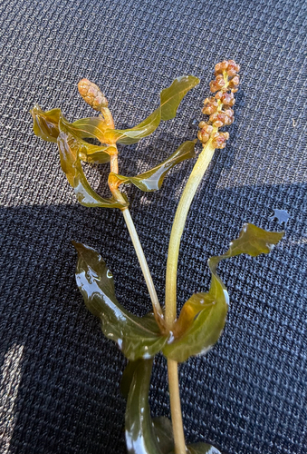 Potamogeton perfoliatus, photograph 3