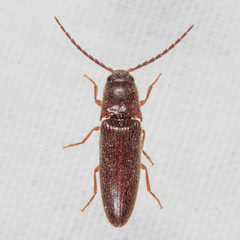 Dipropus simplex