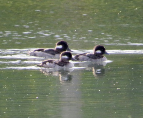 Bufflehead
