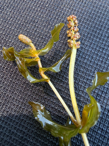 Potamogeton perfoliatus, photograph 6