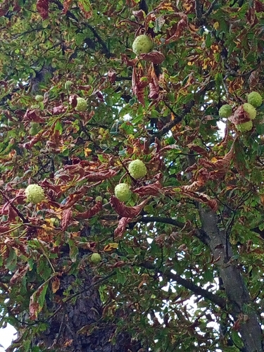 horse-chestnut